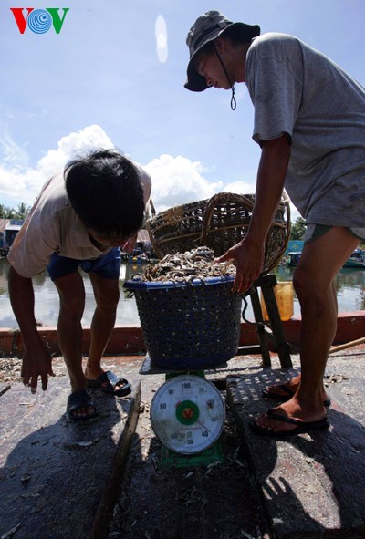 Fischsoßenherstellung in Phu Quoc - ảnh 1
